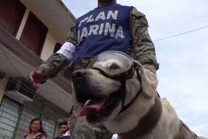 Se retira Frida del servicio activo como can rescatista