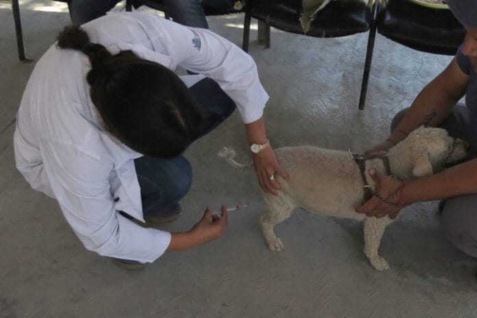 Vacuna-antirrabica Aplicarán refuerzo de Vacuna Antirrábica Canina y Felina del 22 al 28 de septiembre