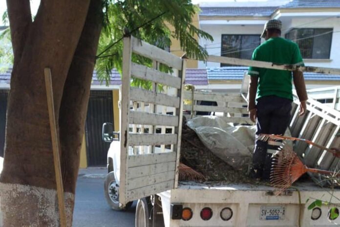 Iniciará Corregidora campaña de recolección de árboles navideños
