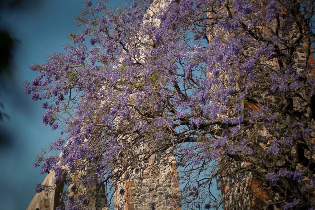 Arcos de Queretaro 7Foto 