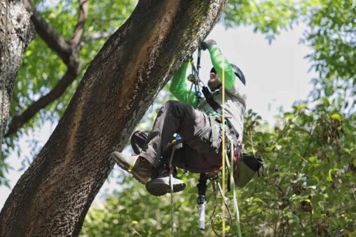 48 competidores asisten al 5to Campeonato de Trepa Árboles en Querétaro