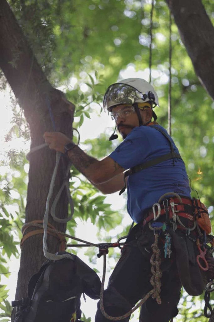 48 competidores asisten al  5to Campeonato de Trepa Árboles en Querétaro