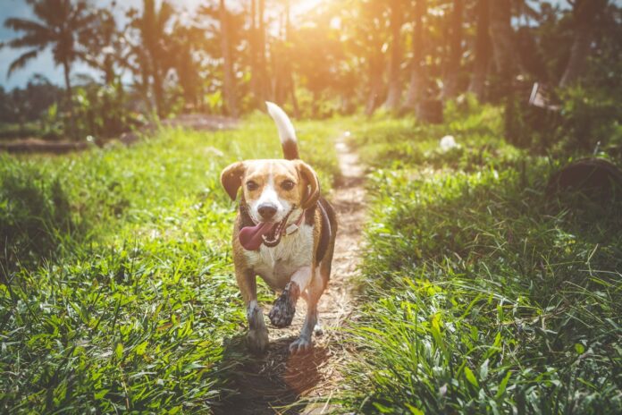 Por una primavera sin golpes de calor para nuestro mejor amigo