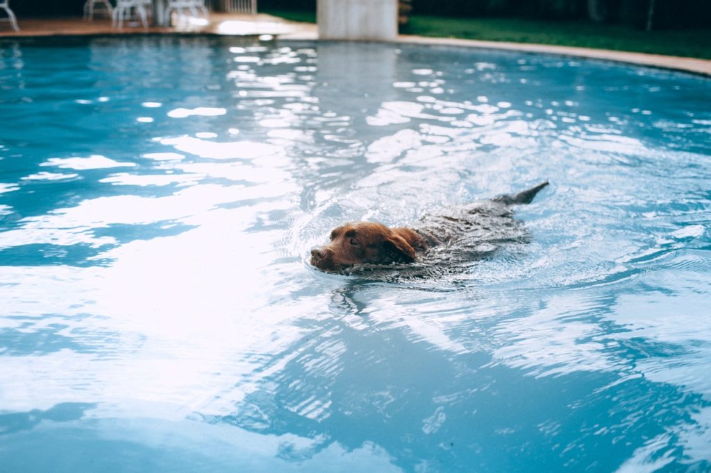 Por una primavera sin golpes de calor para nuestro mejor amigo