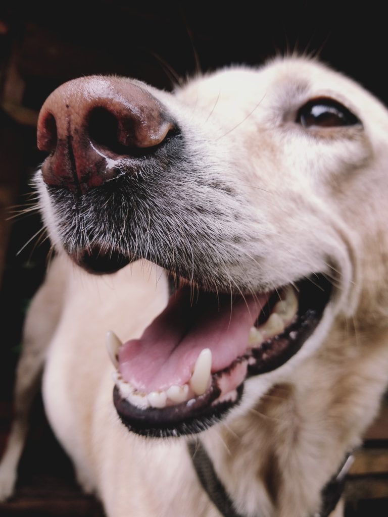 Por una primavera sin golpes de calor para nuestro mejor amigo