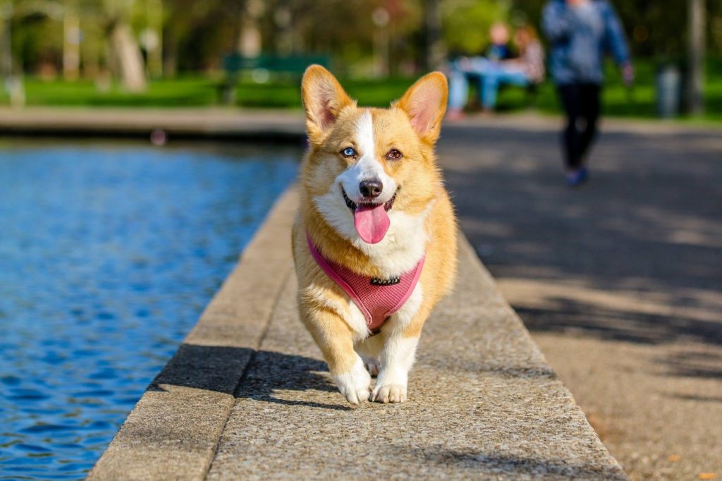 Por una primavera sin golpes de calor para nuestro mejor amigo