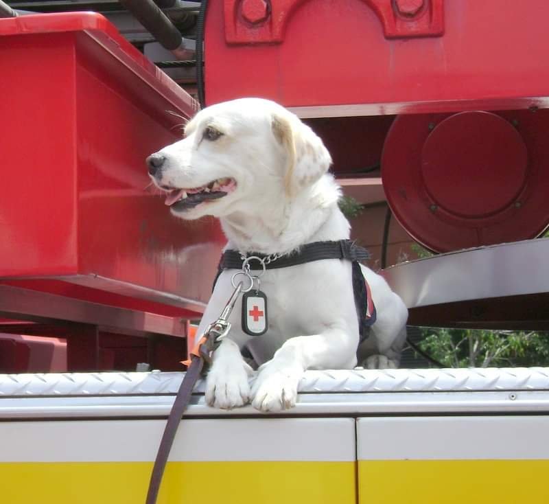 De la calle a compañeros de búsqueda y rescate; la historia de tres perros abandonados