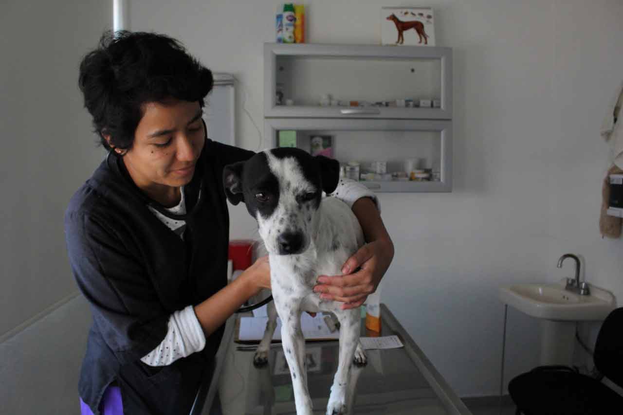 Municipio de Querétaro mantiene el trabajo de Protección, Cuidado y Control Animal
