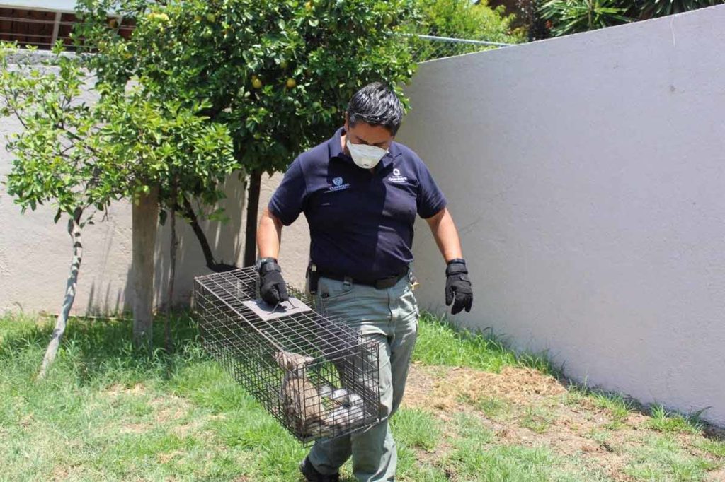 Registra Municipio de Querétaro 55 rescates exitosos de animales