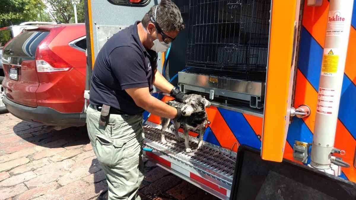 Registra Municipio de Querétaro 55 rescates exitosos de animales