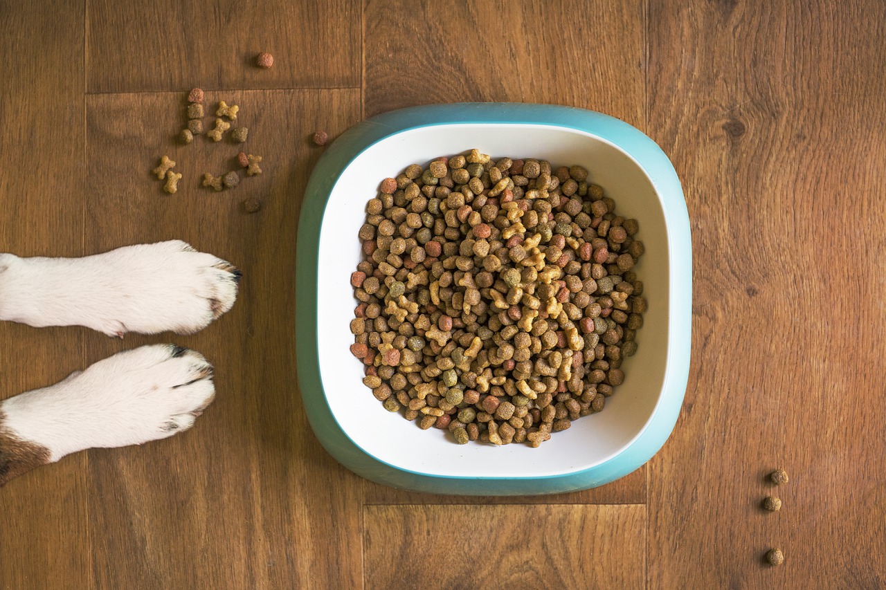 Estimula el sentido del olfato de tu perro a la hora de comer