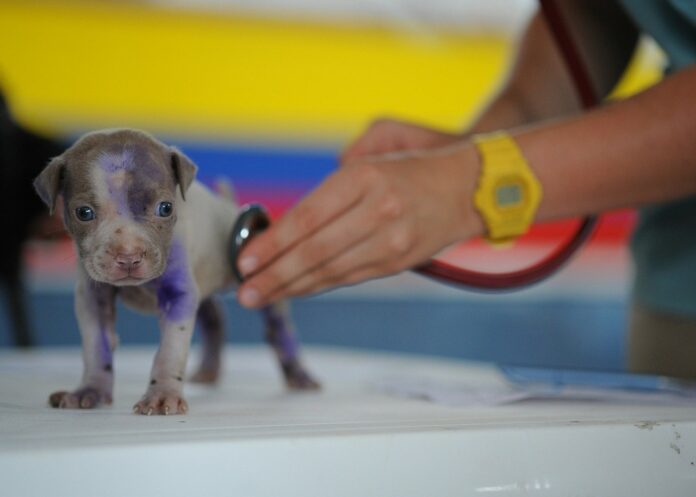 ¿Qué debes considerar al momento de elegir un veterinario?