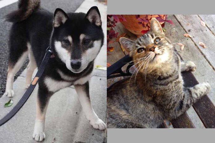 Del 20 al 26 de septiembre la Jornada Nacional de Vacunación Antirrábica Canina y Felina 2020