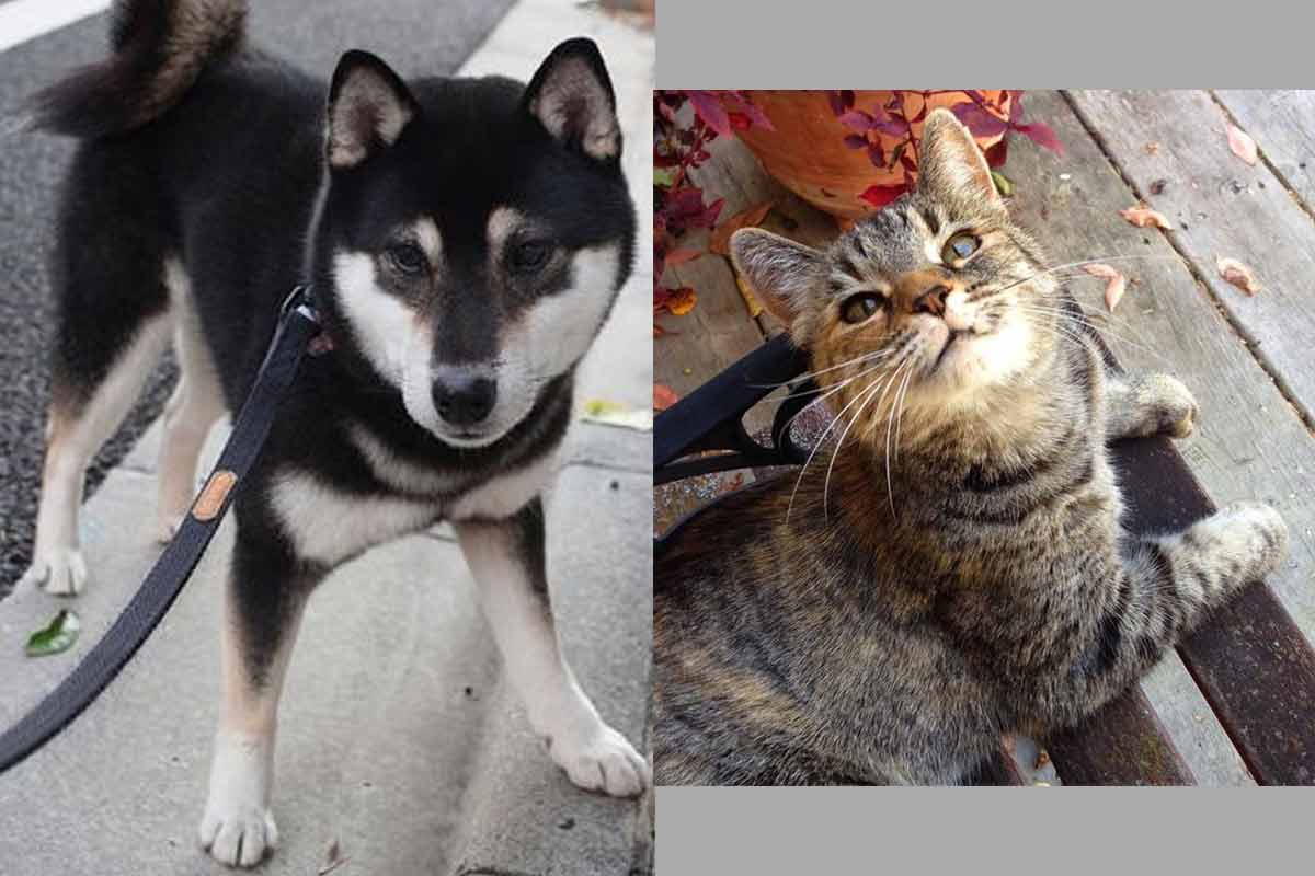 Del 20 al 26 de septiembre la Jornada Nacional de Vacunación Antirrábica Canina y Felina 2020