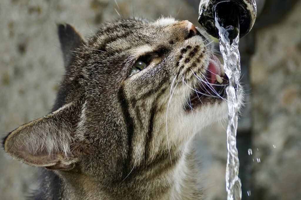 Recomendaciones para cuidar a las mascotas durante la temporada de calor