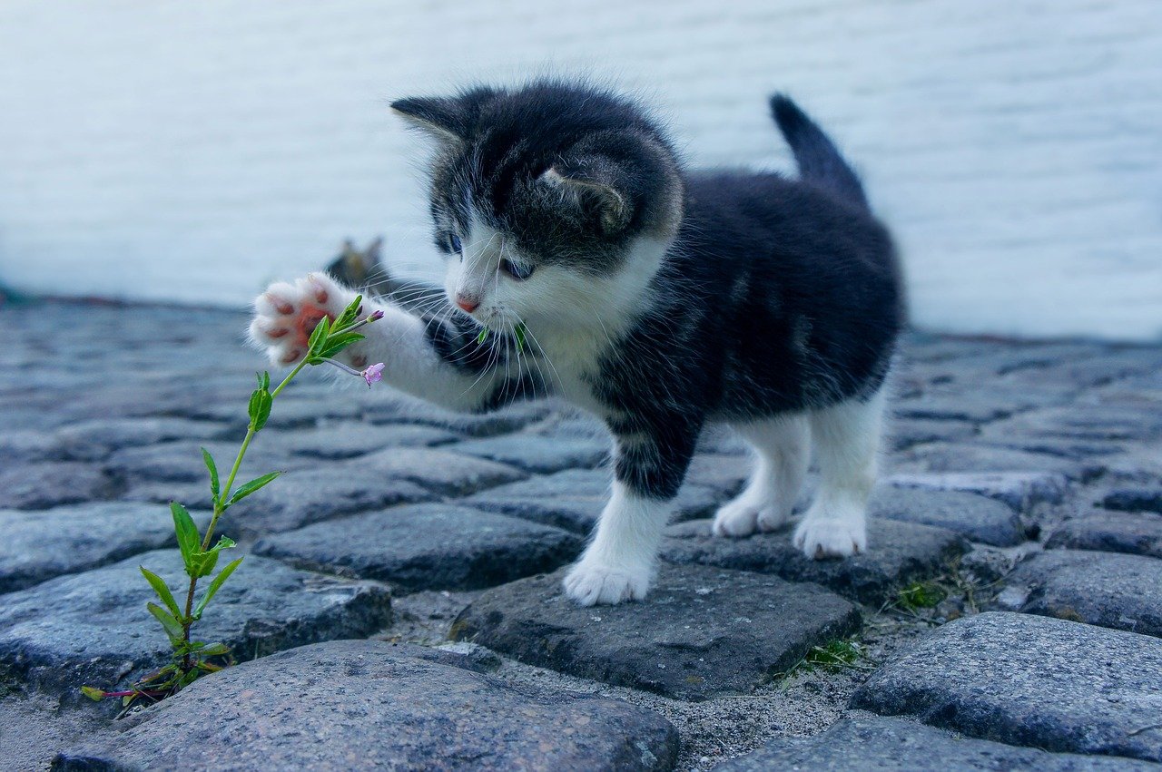 ¿Cómo criar correctamente a tu gatito?