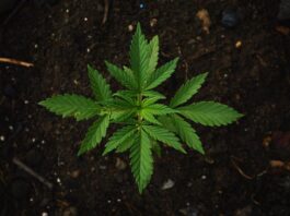 Mayoría ciudadana apoya legalización de la marihuana