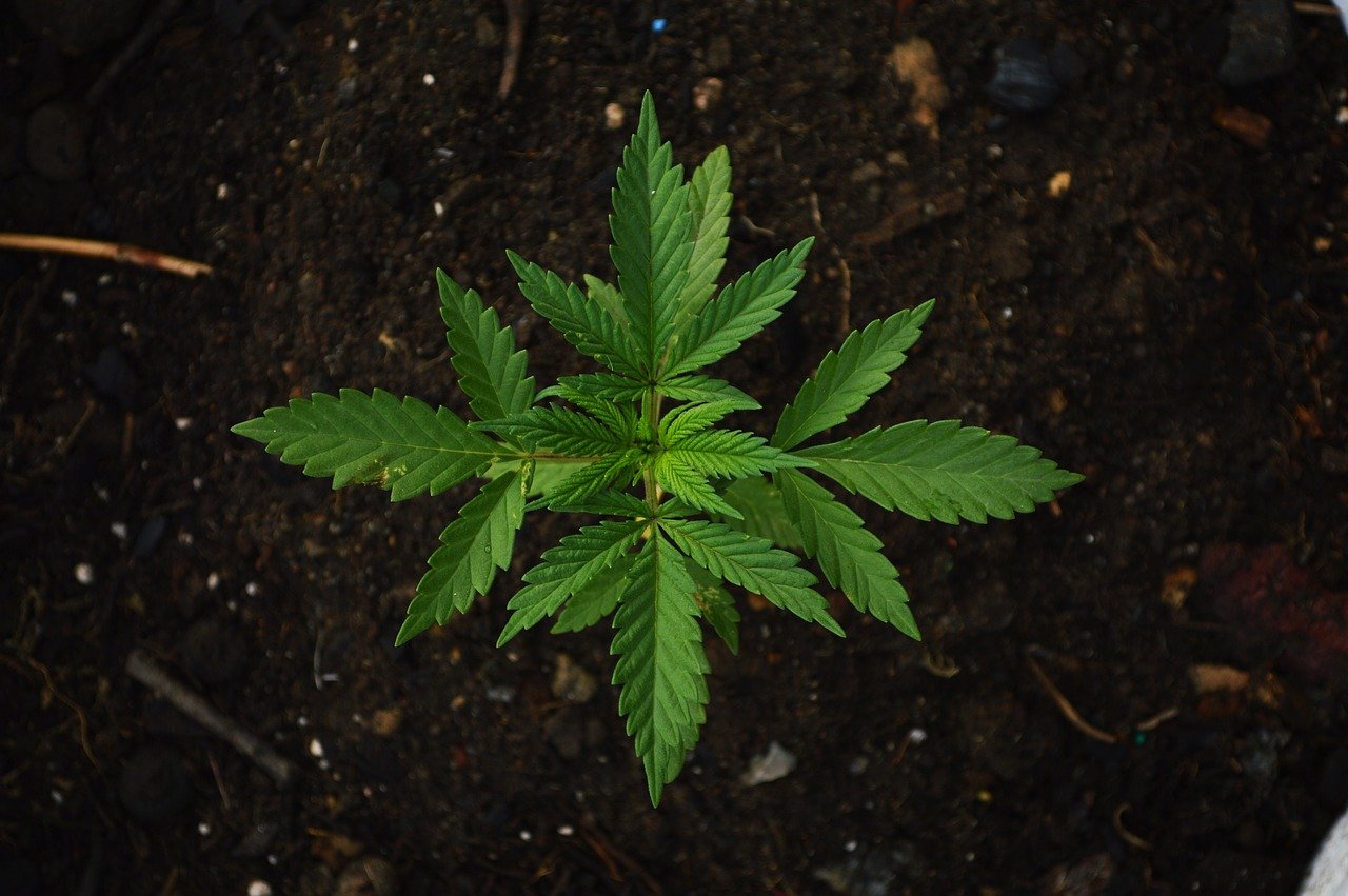 Mayoría ciudadana apoya legalización de la marihuana