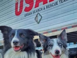 Los héroes caninos de México, incluidos los queretanos Balam y Orly, viajan a Turquía a ayudar por el sismo
