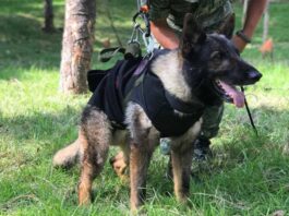 Lo que se sabe de los perritos rescatistas mexicanos en Turquía