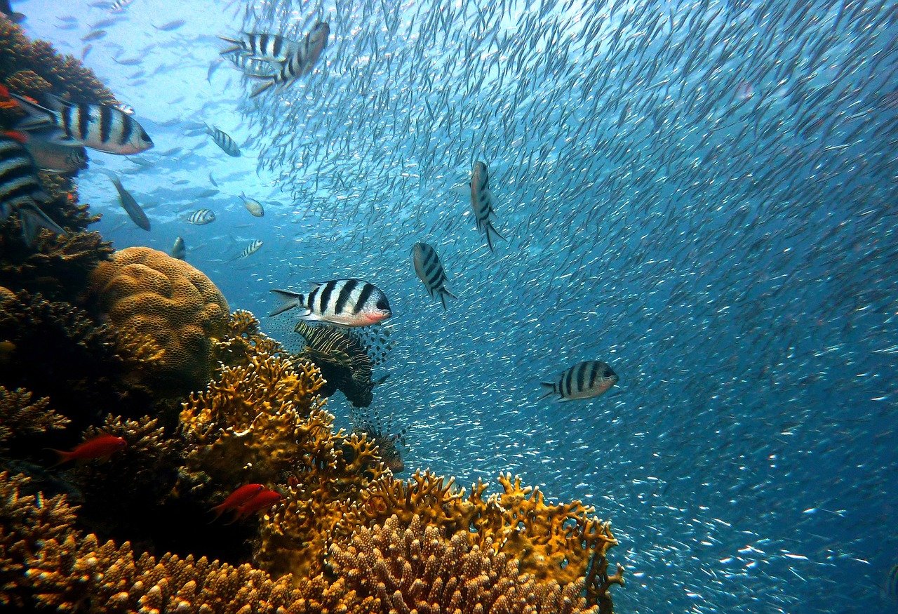 Al año se extinguen más de 25 mil especies de fauna marina por calentamiento global