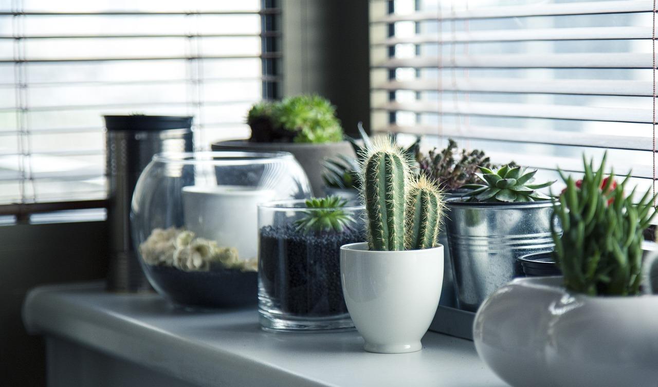 Consejos para el cuidado de tus plantas en interiores: mantén tu hogar lleno de vida y color