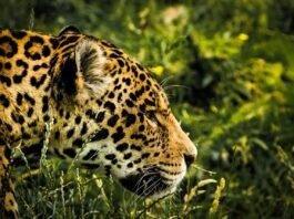 El jaguar ha perdido un 39% de su hábitat en Colombia
