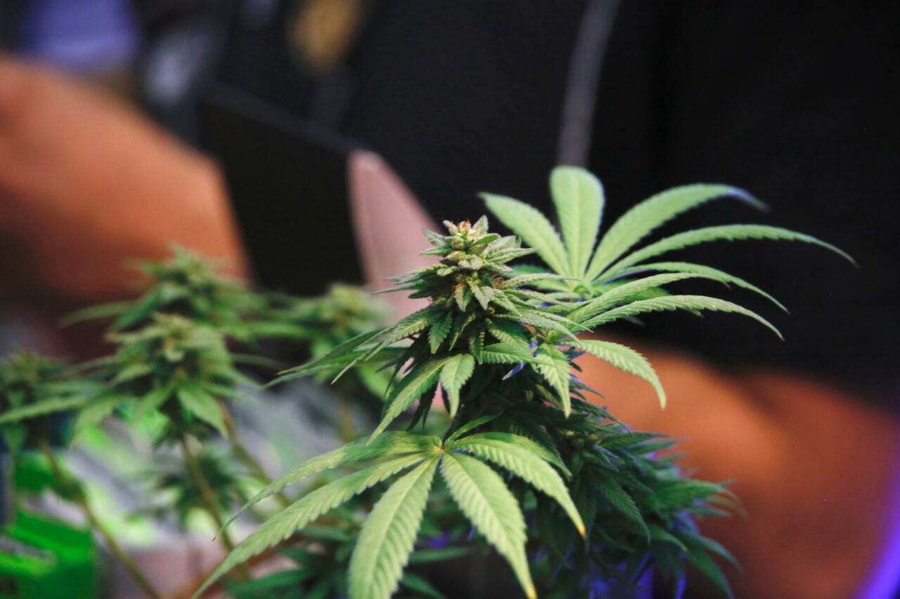 Elecciones 2024: cuál es la postura de los candidatos sobre legalización del cannabis