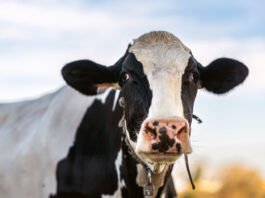 Crean la primera vaca transgénica, puede generar leche con insulina