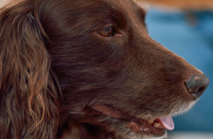 Moquillo en perros: ¿Qué es y cómo tratarlo para proteger a tu mascota?
