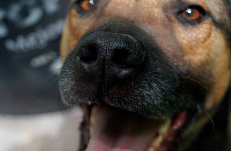 ¿Los animales sienten celos al igual que las personas?