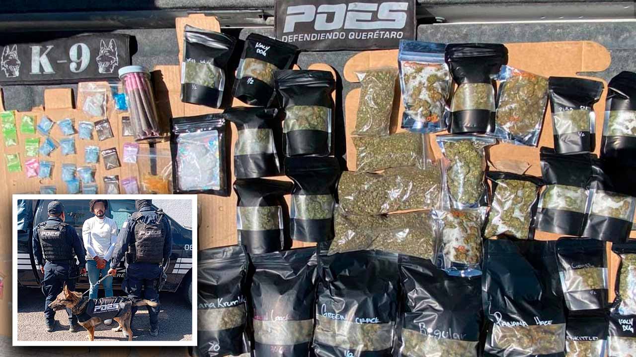 Grupo Lobos K9 POES detiene a individuo y asegura narcóticos