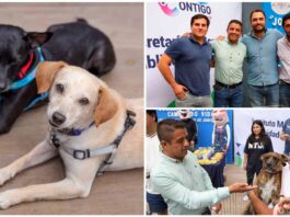 Corregidora inicia Jornada de Adopción “Cambiando Vidas”