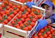 Exportamos Tomate e Importamos Órdenes – Opinión no Pedida
Exportamos Tomate e Importamos Órdenes - Opinión no Pedida