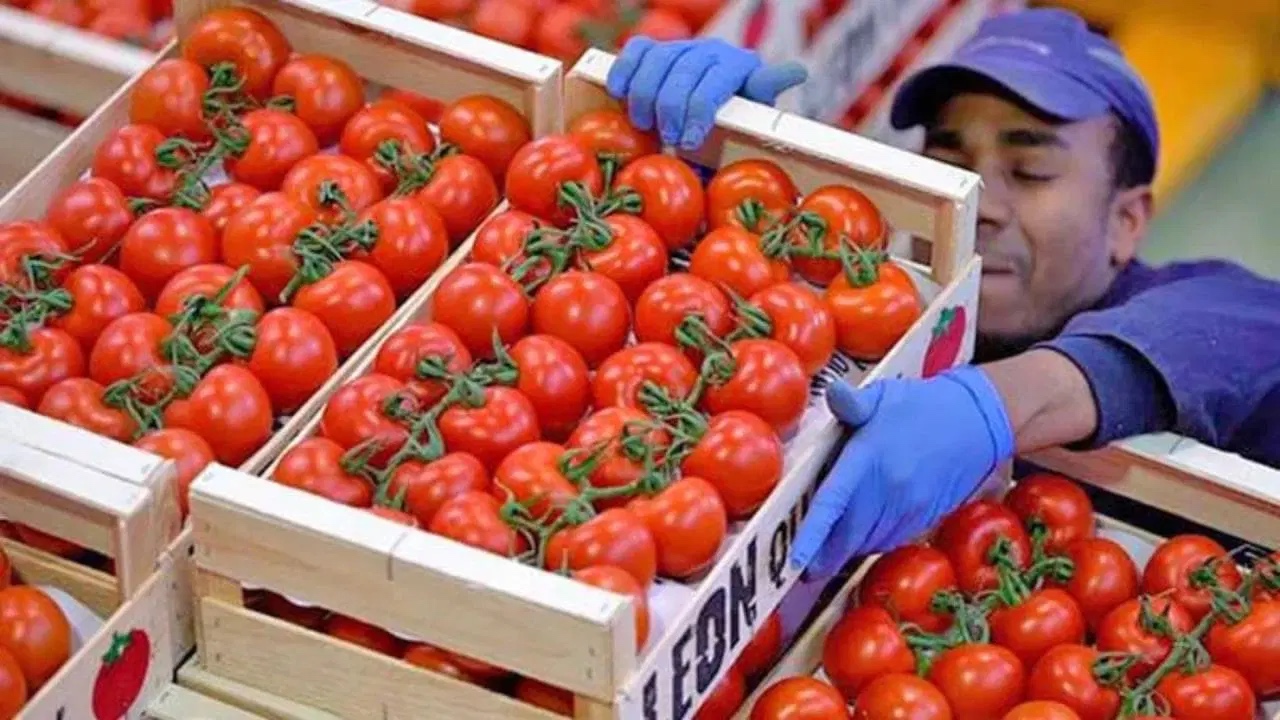 Exportamos Tomate e Importamos Órdenes - Opinión no Pedida
