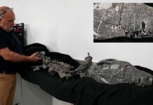 Descubren en la Patagonia un cocodrilo prehistórico con dientes de T. Rex
Descubren en la Patagonia un cocodrilo prehistórico con dientes de T. Rex