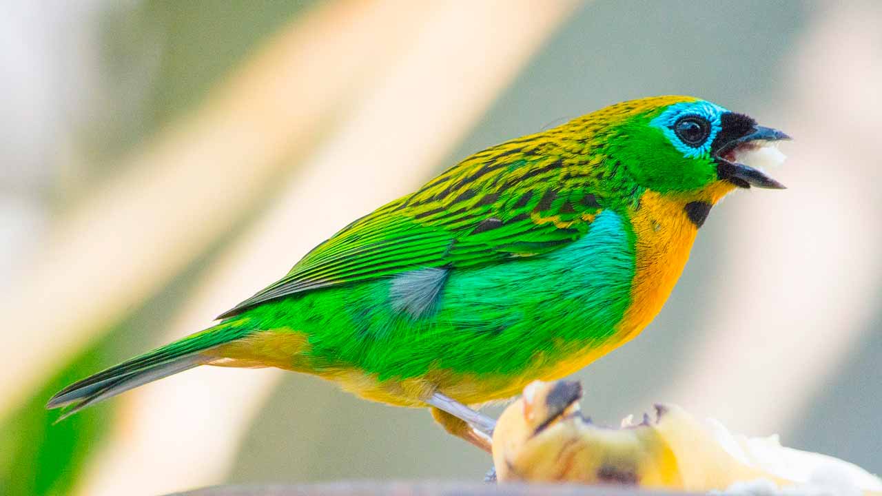 Escuchar pájaros podría ser terapia natural para la mente