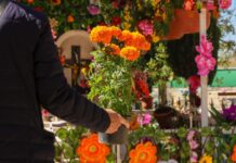 Panteones de Corregidora listos para recibir a más de 40 mil visitantes
Panteones de Corregidora listos para recibir a más de 40 mil visitantes