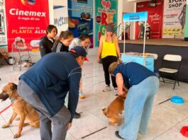 Municipio de Querétaro impulsa adopción responsable de perros y gatos