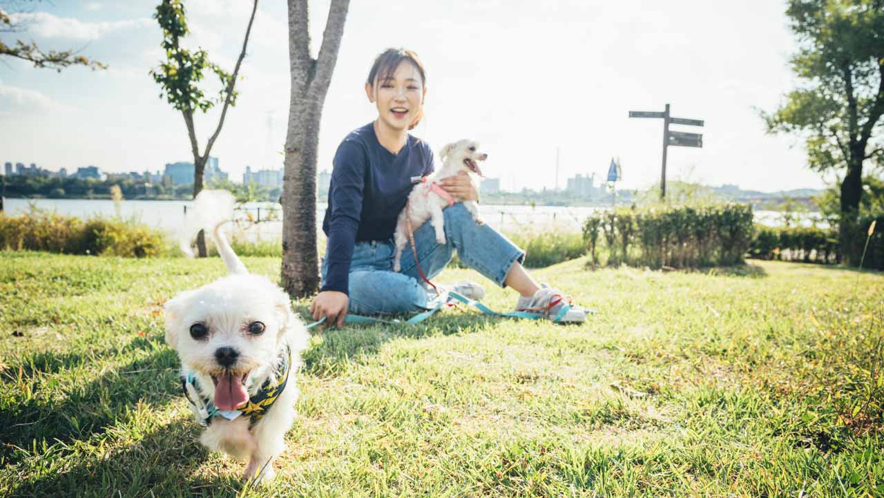 ¿Sabías que en México solo 1 de cada 4 perros estáesterilizado?