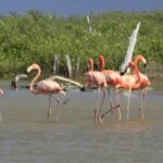 Flamencos en Yucatán revelan su ciclo de vida en documental filmado durante 700 días Flamencos en Yucatán revelan su ciclo de vida en documental filmado durante 700 días
