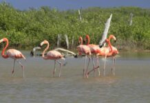 Flamencos en Yucatán revelan su ciclo de vida en documental filmado durante 700 días
Flamencos en Yucatán revelan su ciclo de vida en documental filmado durante 700 días