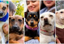 Corregidora rompe récord en adopciones responsables de mascotas
Corregidora rompe récord en adopciones responsables de mascotas