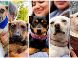 Corregidora rompe récord en adopciones responsables de mascotas Corregidora rompe récord en adopciones responsables de mascotas