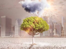 Aumenta en México deterioro ambiental en indicadores clave pese a su riqueza natural Aumenta en México deterioro ambiental en indicadores clave pese a su riqueza natural