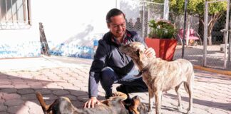 Corregidora tendrá su primera Clínica Veterinaria Municipal, anunció Chepe Guerrero Corregidora tendrá su primera Clínica Veterinaria Municipal, anunció Chepe Guerrero