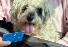 Qrobus realizará jornada para registrar mascotas al programa PetFriendly
Qrobus realizará jornada para registrar mascotas al programa PetFriendly