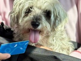 Qrobus realizará jornada para registrar mascotas al programa PetFriendly Qrobus realizará jornada para registrar mascotas al programa PetFriendly