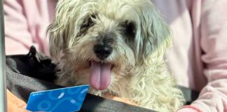 Qrobus realizará jornada para registrar mascotas al programa PetFriendly Qrobus realizará jornada para registrar mascotas al programa PetFriendly