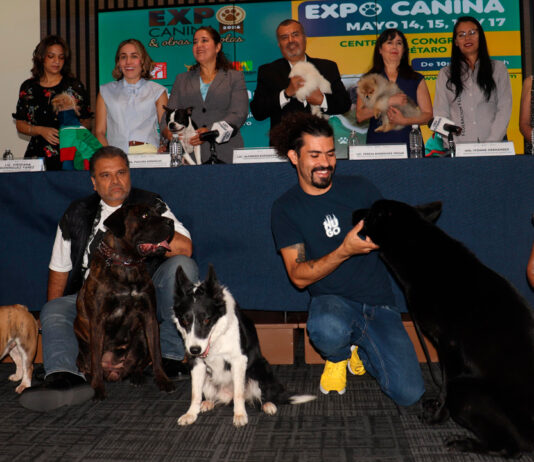 Expo Canina 2026 llegará al QCC con más de 500 ejemplares Expo Canina 2026 llegará al QCC con más de 500 ejemplares